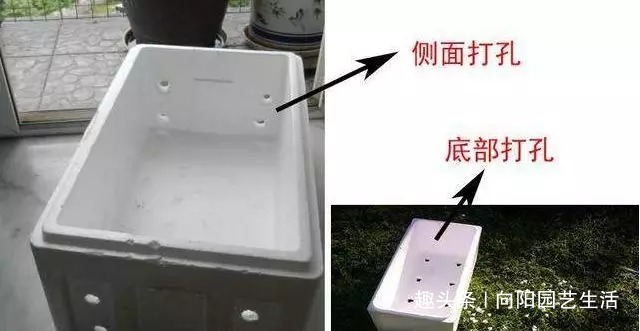 万能“养花盆”,扦插,养花,种菜,只要一个泡沫箱,一切都解决