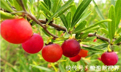 调理|人到中年想长寿,推荐吃4种食物,促进血液循环,调理身体