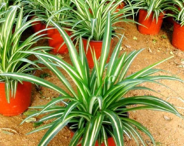 此3种花,就要贱养,不矫情,越懒长的越好,不是吹牛哦!