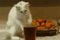 |搞笑动图:小狗下楼梯也这么有个性?