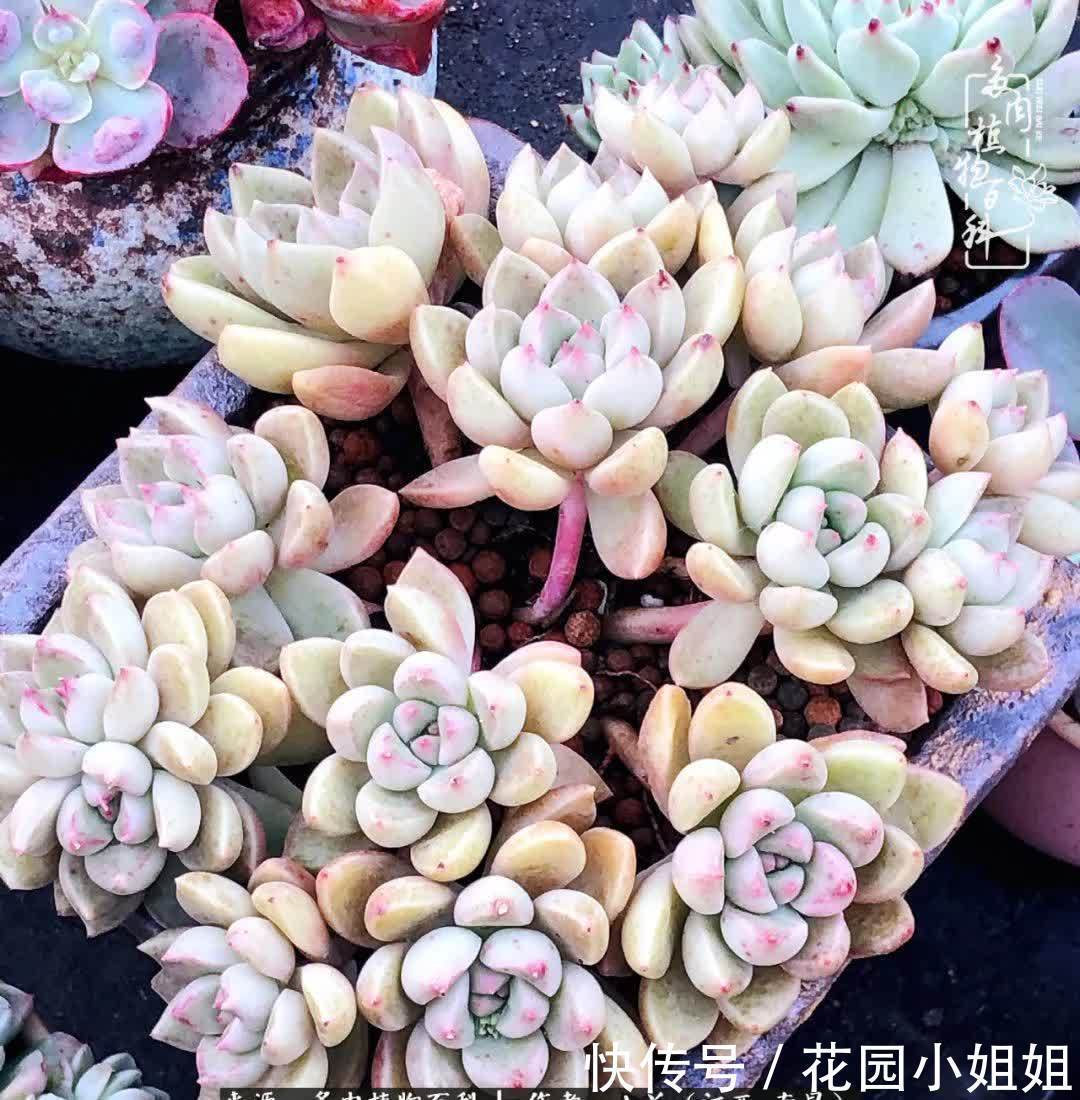 我的多肉宝宝美图，愿能给大家带来一丝轻松与愉悦！