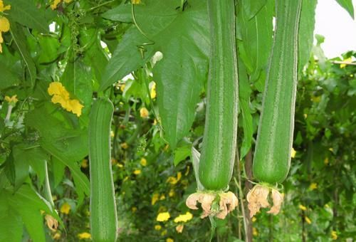 冬天不想大肚腩，多吃3种食物，排毒清脂，润肠通便，好处多多