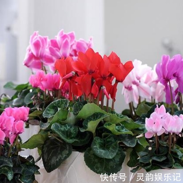 家里就养3种“女神花”,名字好听,开更美,开花漂亮上档次!