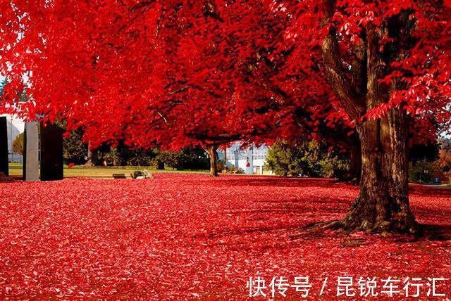 院子里有空地就种这“三种树”，没地挤挤也要种，寓意深远还旺家