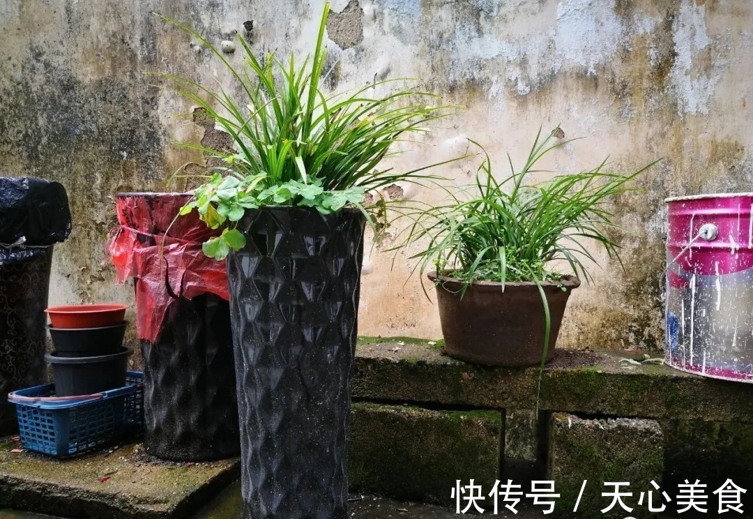 植料|春兰、蕙兰这样种植,4年不翻盆,也从没发现烂根