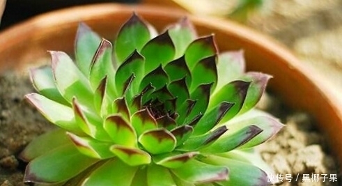 透水性|你家的多肉土壤,测试,适不适合种多肉