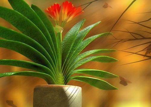 铺面|君子兰养不好,关键是不知道几个技巧,不然分分钟开到爆!