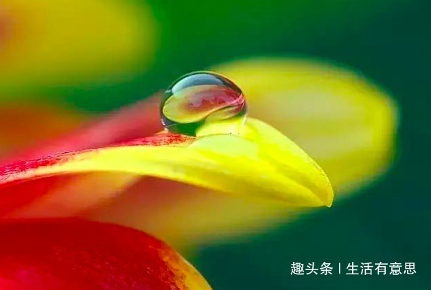 养花|李大娘养花,一年四季只用2种“树叶”当花肥,枝壮叶厚,花朵多