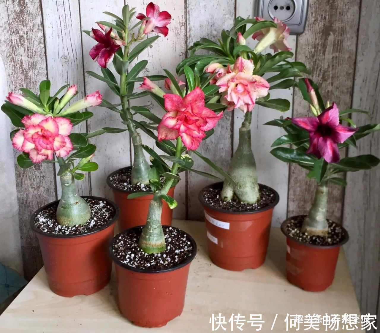 沙漠玫瑰在非洲能长5米高，养盆里仅10多厘米，依旧可开花