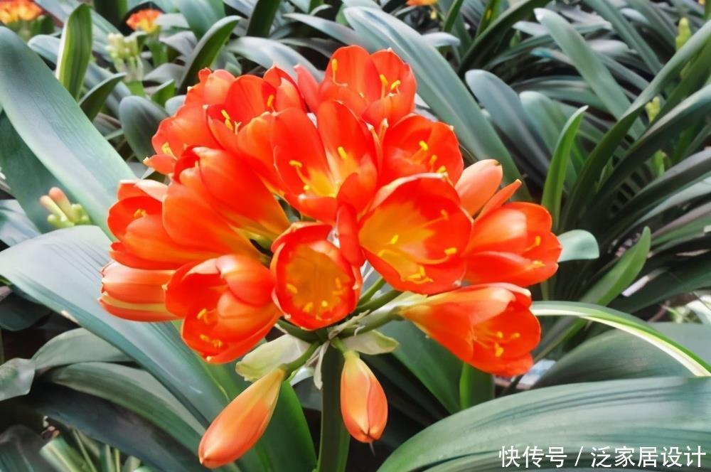 翻倍|5月养君子兰，掌握几个要点，叶子挺拔油绿，来年花量翻倍