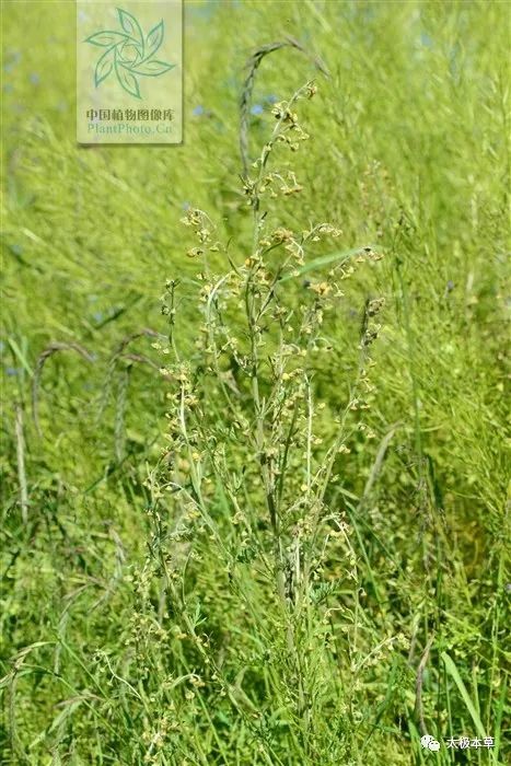  大籽|大籽蒿，见过吗？全草肺热咳嗽、咽喉肿痛；花治黄水疮、皮肤湿疹