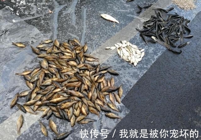 东北的老头鱼是一种什么鱼?生活在野泡子里,冬天冰封也冻不死