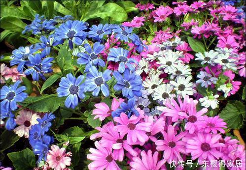 5种一次性花,好看好养开不久,年年开花年年养!