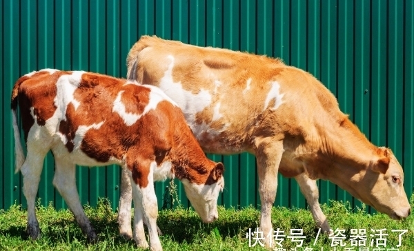 牛人|属牛人生在几月,下半年贵人多助,闯出名堂,事业翻倍好运