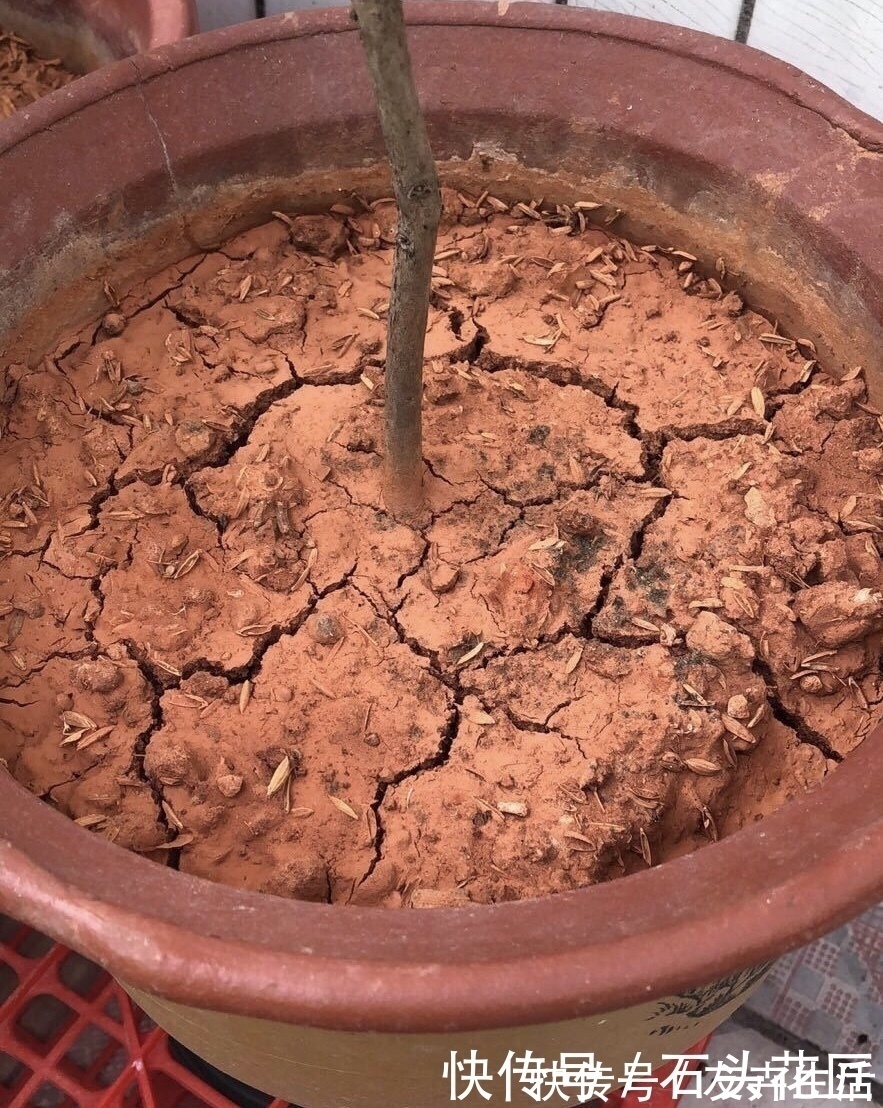 干旱|养花“干透浇透”你真的懂吗?很多人做错了,难怪盆土板结!