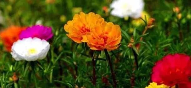 此种花,可以连开5个月,高端大气比牡丹美,掰个枝又长一棵