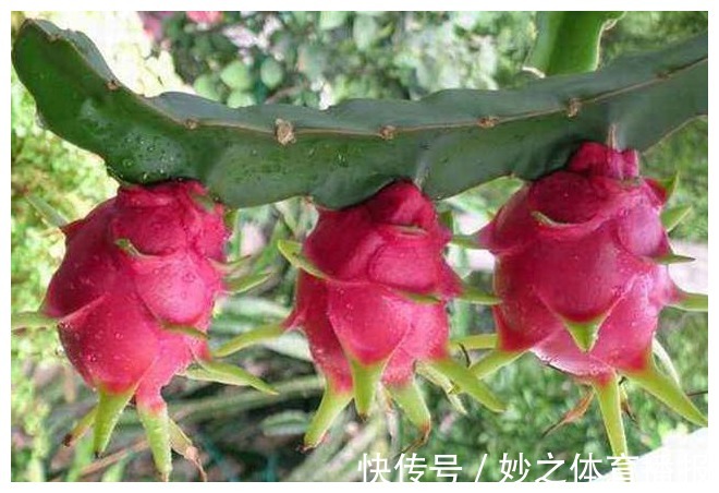 墙头|长在农村墙头的野果,酸甜可口,想吃还得看缘分,有钱也难买到