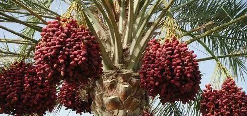 叫枣却不是枣，产量奇高甘甜似蜜，外国人当主食，国内却少有种植