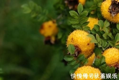 维生素c|女性年纪大后多吃3种食物,越吃越“年轻”,45岁看着像30岁