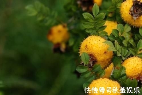 维生素c|女性年纪大后多吃3种食物，越吃越“年轻”，45岁看着像30岁