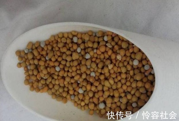 盆里扔2样东西,养花10年不烂根,叶子油光瓦亮,花苞挂满枝头