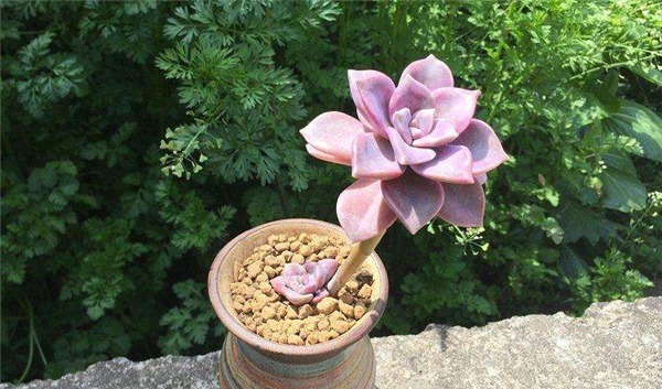 神秘高贵的紫色多肉植物,每一种都美极了,你认识多少种