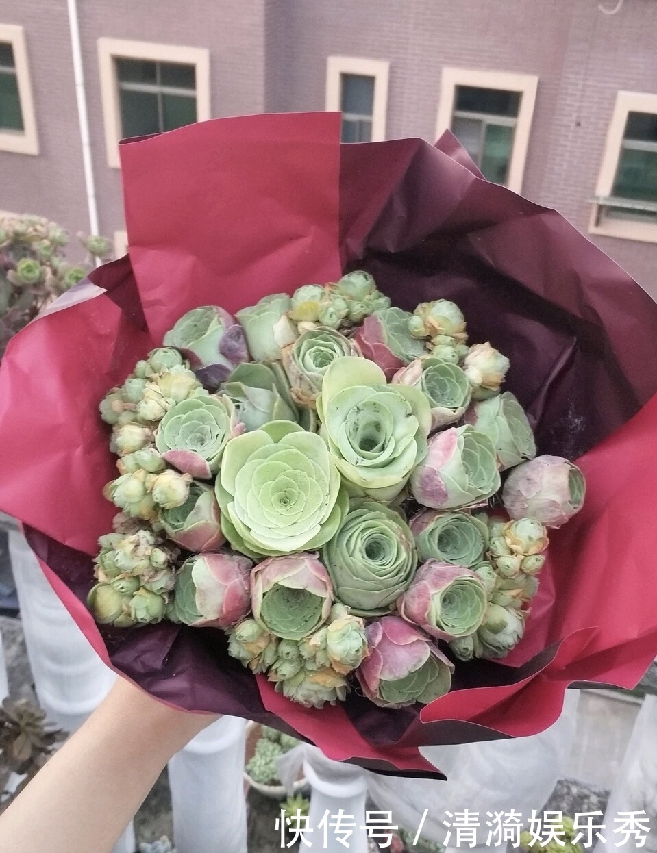 盘点10种“容易度夏”多肉,南北方花友,随便选、随便养