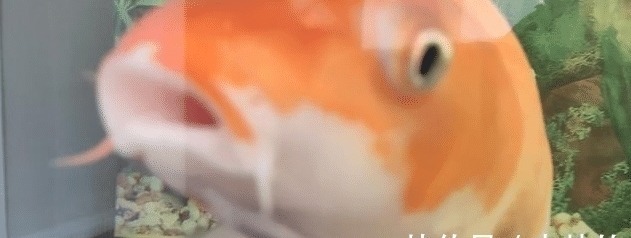 鱼的消化周期是多长?钓鱼人要是不明白这一点,早晚会跌个大跟头