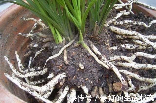 花卉|花盆土壤“硬如砖”，去公园捡“2宝贝”埋盆里，土壤松软白根壮！