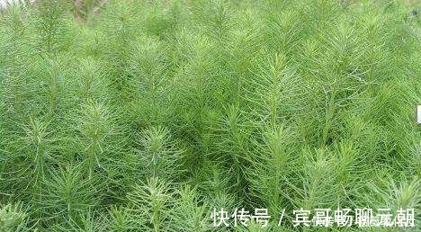 野菜|农村这种野菜，市场上已达到了15元一斤，对“三高”有显著疗效