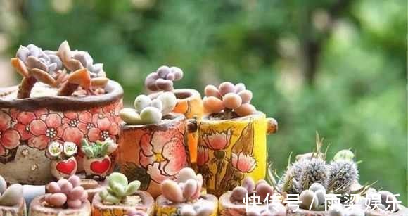 有一种多肉叫别人家的,学会3招成你家,新手涨姿势啦