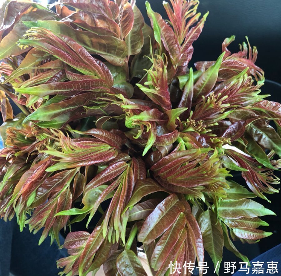 香椿|吃了半辈子香椿，却没见过这玩意，扔土里一种，半个月就长叶子