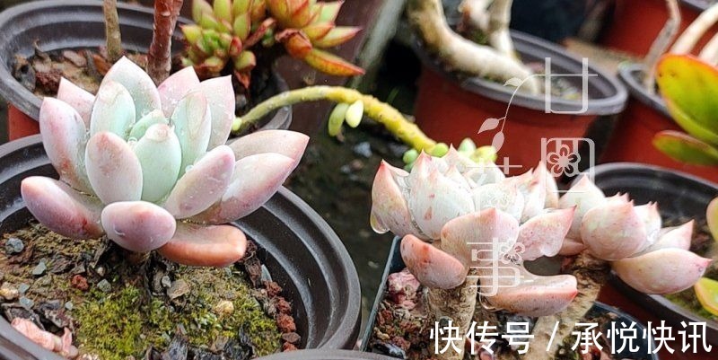 根系|多肉“控养”有前提,“3要4不”别做反,错了变瘦,对了肥美