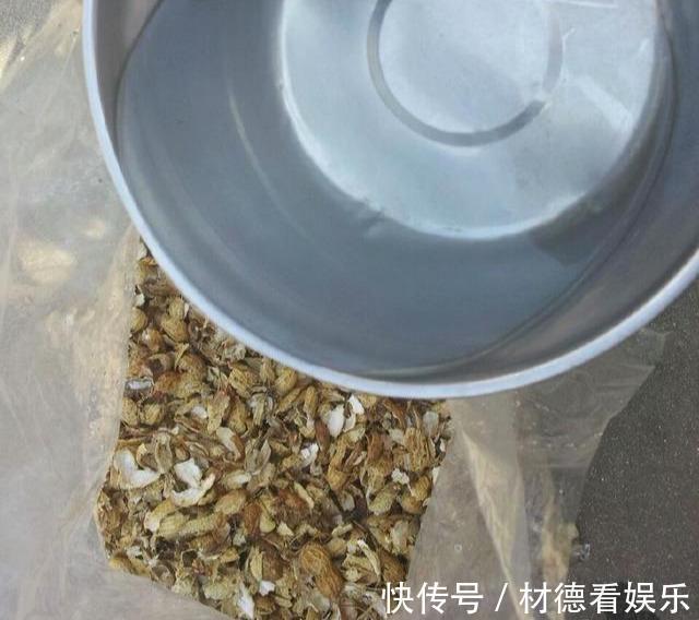 花盆|养兰花不花钱，随便一把花生壳，扔在花盆养分足，不积水不烂根