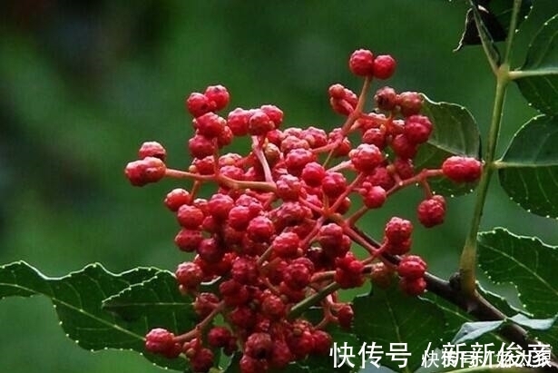 危害|花椒百利但有2害,危害极大,很多人不清楚,直到现在才明白