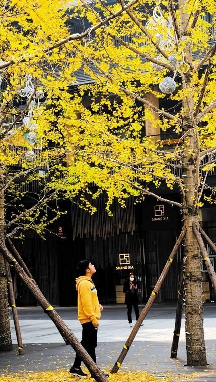  小确|蓉颜“金”彩 公园城市秋天里的“小确幸”