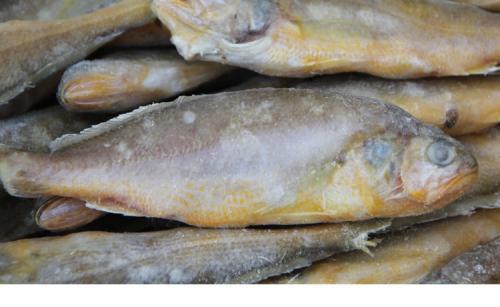 解冻冰鱼时，直接用水泡的鱼难吃，教你几招，鱼肉就像鲜鱼一样