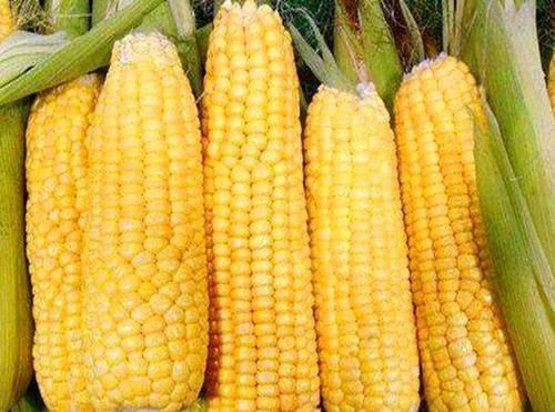 眼睛|对眼睛最好的4类食物,不是猪肝,家家都有,早吃早受益