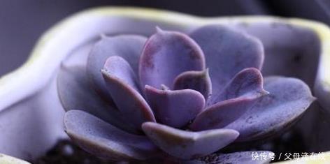 紫梦|5款梦幻的“紫色系”多肉,家里养上1盆,“颜值高”又好养!