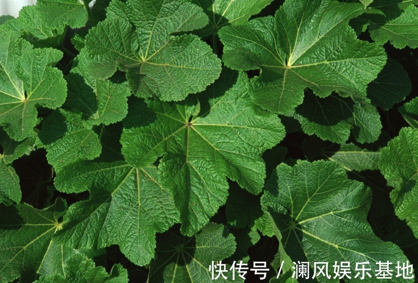 盗汗|1片桑叶9味良药!老中医教你桑叶妙用,9大功效受用一生!