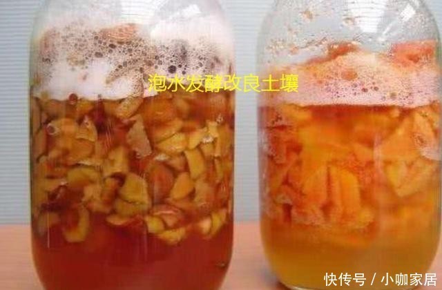  么我们可以|橘子皮的用途很多，在养花过程中就有4大功能，可能你不知道