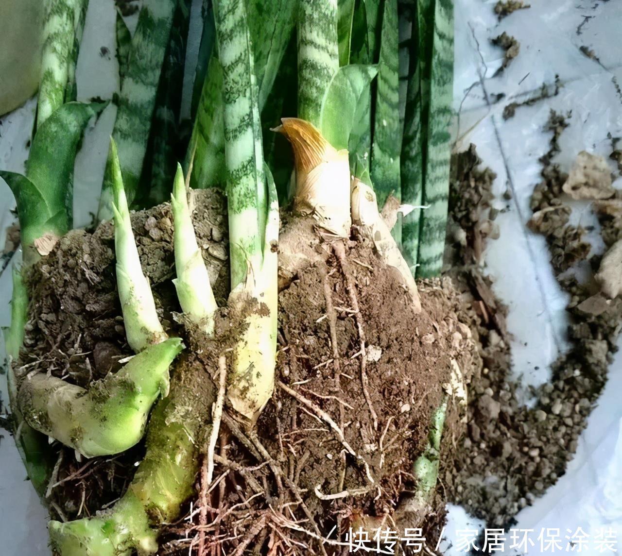 春天养虎皮兰,谨记3个小窍门,叶子宽又亮,小芽一个接一个