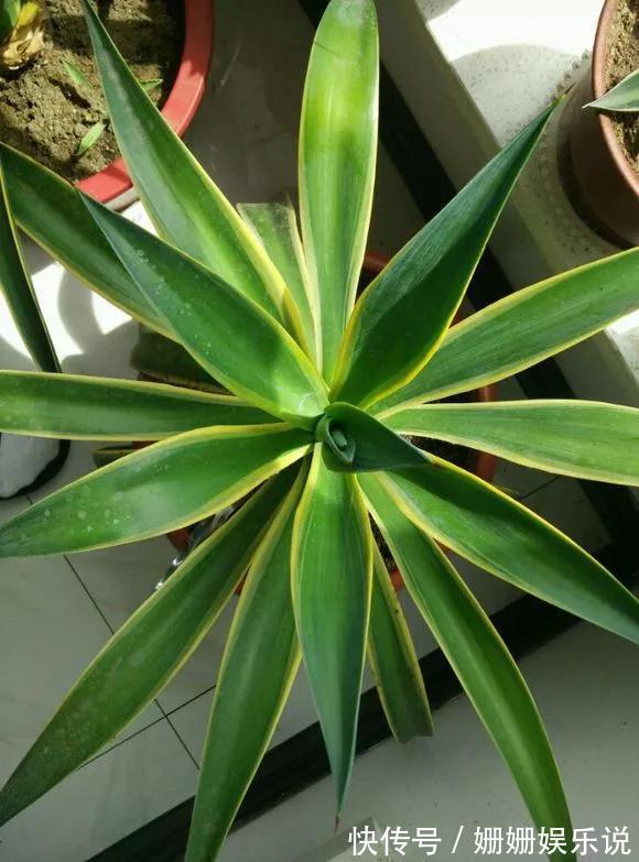 3种“丑花”，长得不怎么样，却能旺运镇宅，关键还好养