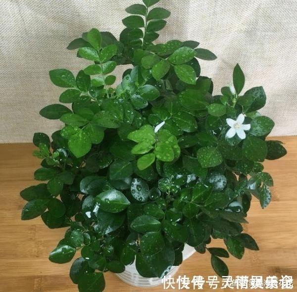 六种“冻不死”植物，沾土既活，放在家里满屋香！身体还会更健康