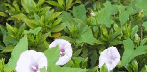 功效|乡下有一种很常见的菜,具有利湿通淋,清热解毒,散瘀消肿功效