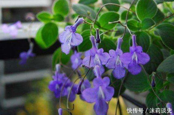 几款小花便宜又好养,开花爆盆花期长,花大色艳真漂亮