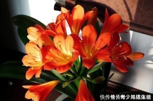 养君子兰,“深盆”好,还是“浅盆”好选错了,不长叶,难开花!