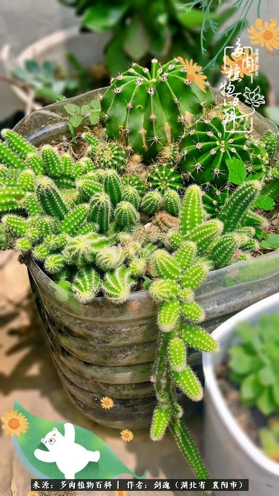 花盆|当美丽的多肉邂逅漂亮的手绘花盆,会是怎样的一种美