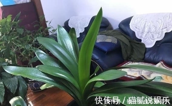 想要君子兰长的好,用一粒药,树叶茂盛光泽开花颜色好看!