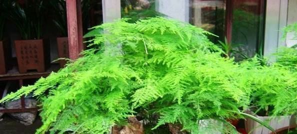 原来高手是这么养文竹的,难怪不见黄叶还开花,现在知道还不晚